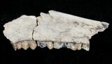 Oligocene Ruminant (Leptomeryx) Jaw Section #10567-1